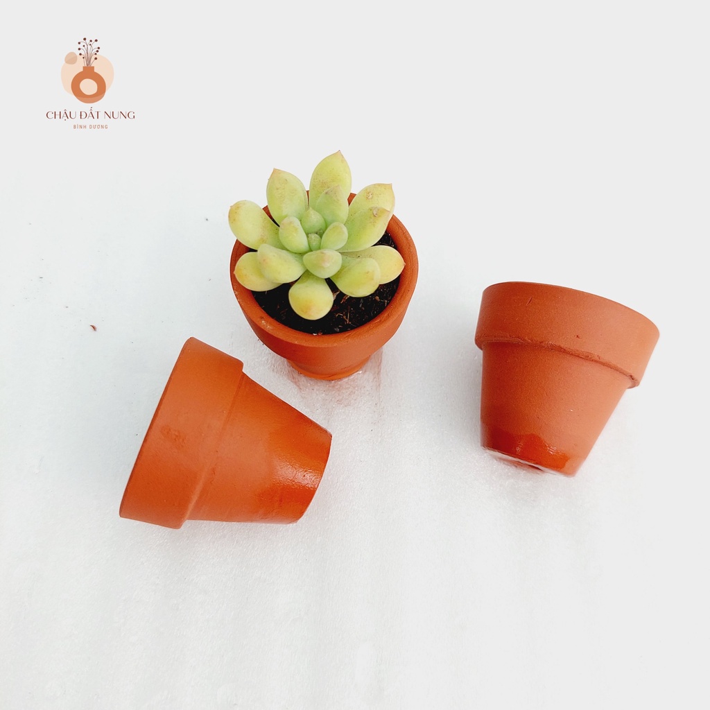 Chậu đất nung, Chậu sen đá - Ly gờ, miệng chậu 3.5cm, chiều cao 3.5cm