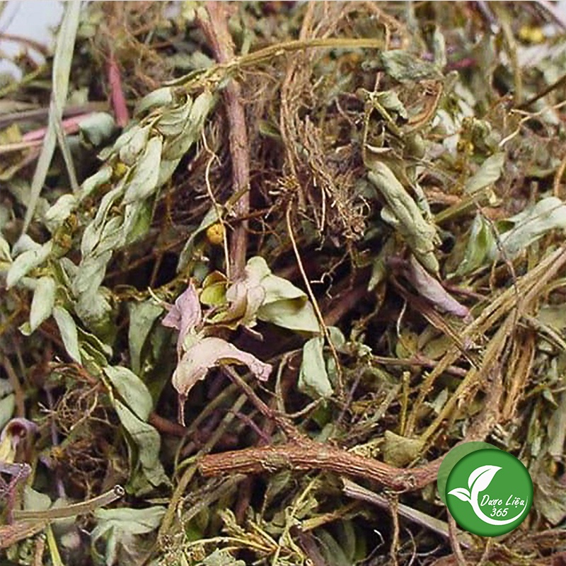 Cây diệp hạ châu [1kg]