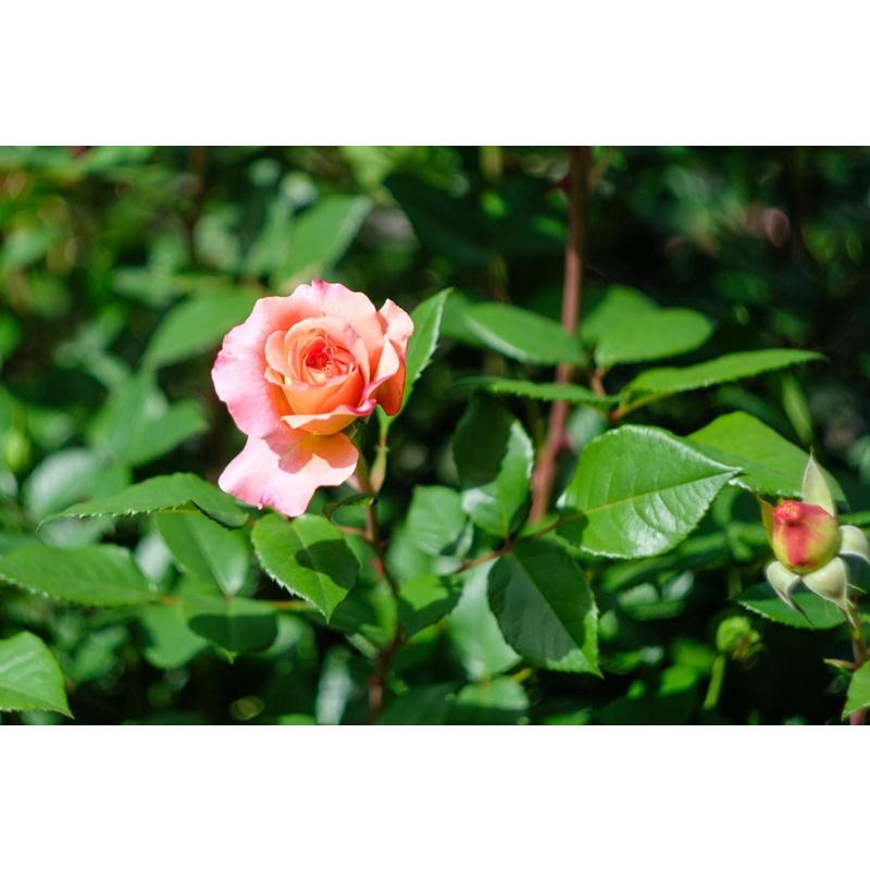 Ống kính MF Carl zeiss biotar 58/2 ngàm exa