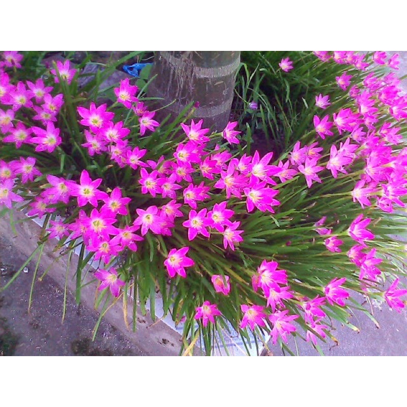 Củ hoa huệ mưa hồng tóc tiên