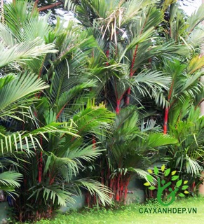 Cây cao đỏ phong thủy