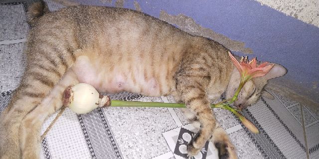 1 cụm củ hoa lan huệ màu cam