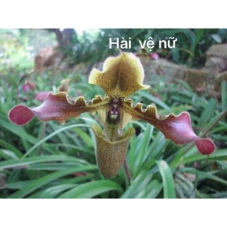 lan hài vệ nữ