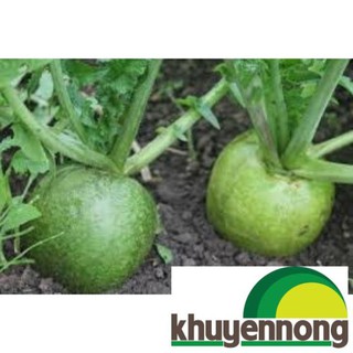 Gói 5gr hạt giống củ cải đường