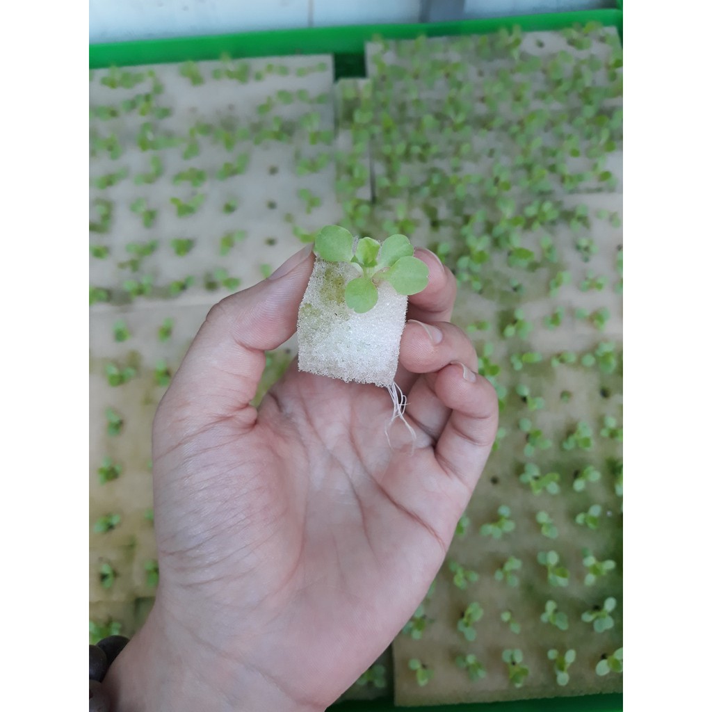 Combo 5 Tấm Mút Xốp Ươm Hạt Chuyên Dùng Trồng Rau Thủy Canh