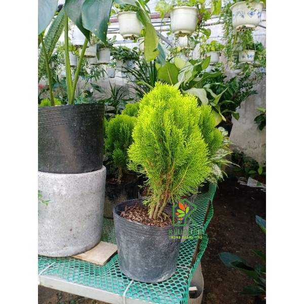 Cây trắc bách diệp cao 30- 40cm