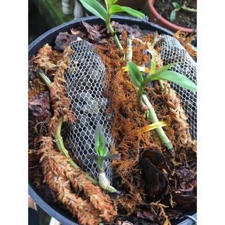 RÊU SÂU CHILE - GIÁ THỂ TRỒNG LAN (100gr)