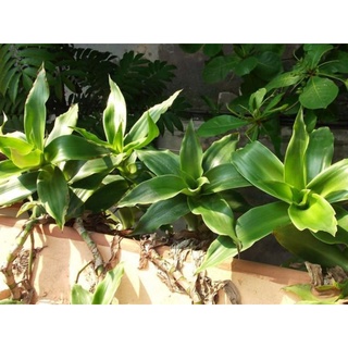 7 Cây lược vàng giống ( không có bầu)