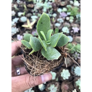 Thạch bích lá xoắn bầu