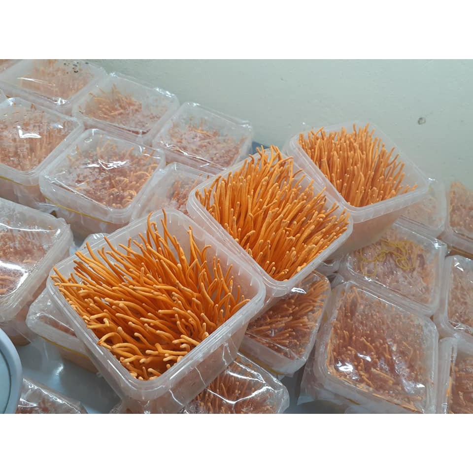 Đông Trùng Hạ Thảo Tươi 200g