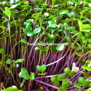 Hạt giống Mầm củ cải đỏ
