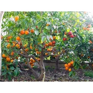 Cam máu Blood Orange (chuẩn giống)