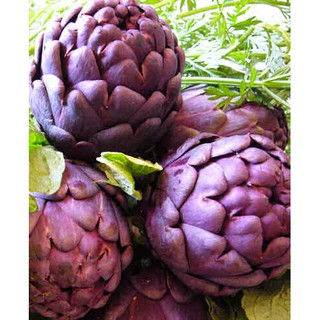 Hạt giống Atiso tím Purple Romagna Artichoke