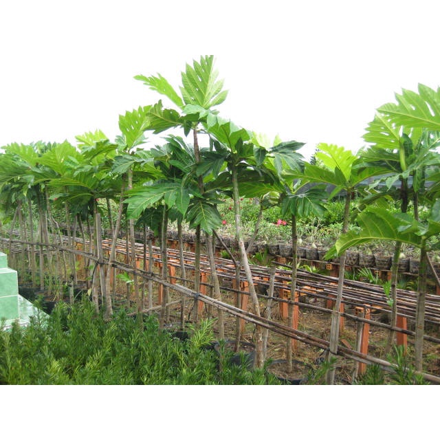 Cây giống Sa Kê .