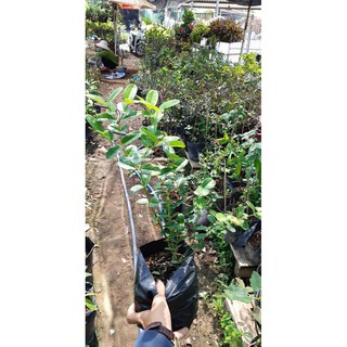 cây giống si rô