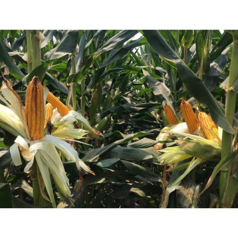 HẠT GIỐNG NGÔ SINH KHỐI SSC586 (Túi Zip) 300G - GIỐNG CHUẨN