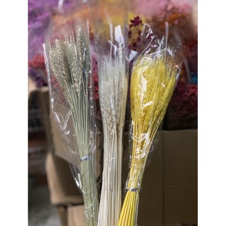 Lúa mạch ( bó 50 cành )