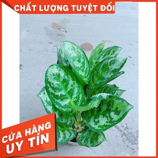 Cây Ngân Hậu