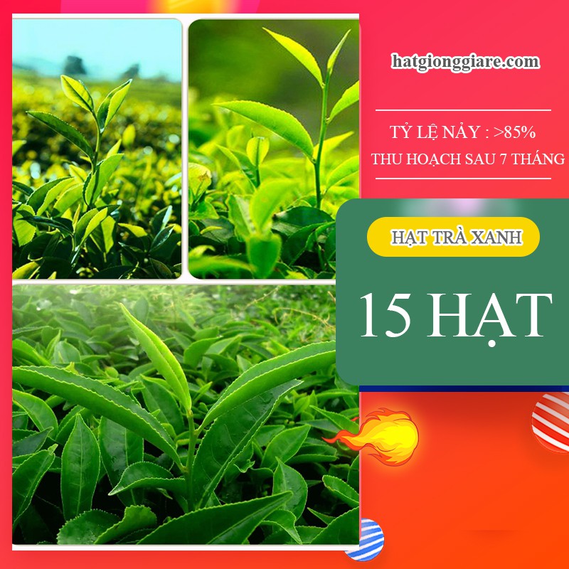 HẠT GIỐNG TRÀ XANH - 15 Hạt