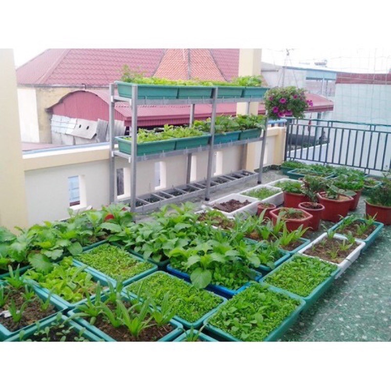 5 chậu trồng rau có lót đáy