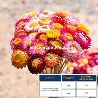 100H - HẠT GIỐNG HOA BẤT TỬ