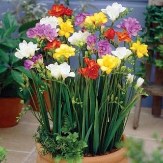 Combo 6 củ hoa lan nam phi nhiều màu
