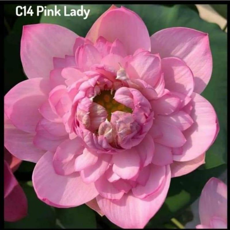 SEN THÁI : 15 màu. ngó giống