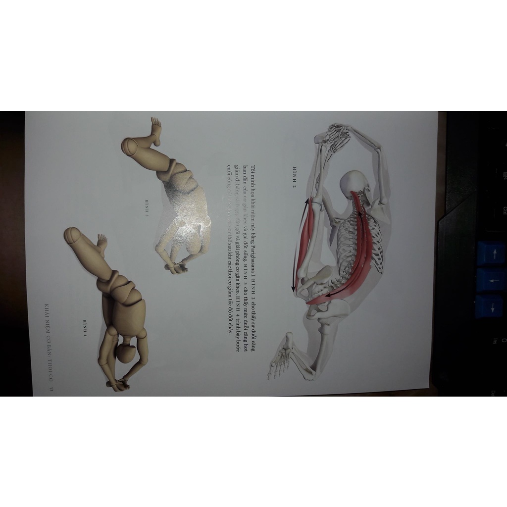 Sách Giải phẫu Các tư thế Uốn cong lưng và Vặn xoắn - Yoga Mat Companion 3