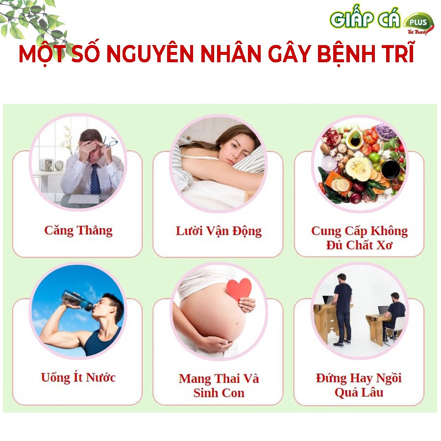 ✔️️️ Viên Giấp Cá Plus Tất Thành New – Giúp nhuận tràng, giảm trĩ nội trĩ ngoại, co búi trĩ, tăng sức bền thành mạch