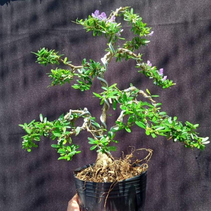 Linh sam và chậu sứ khách chọn