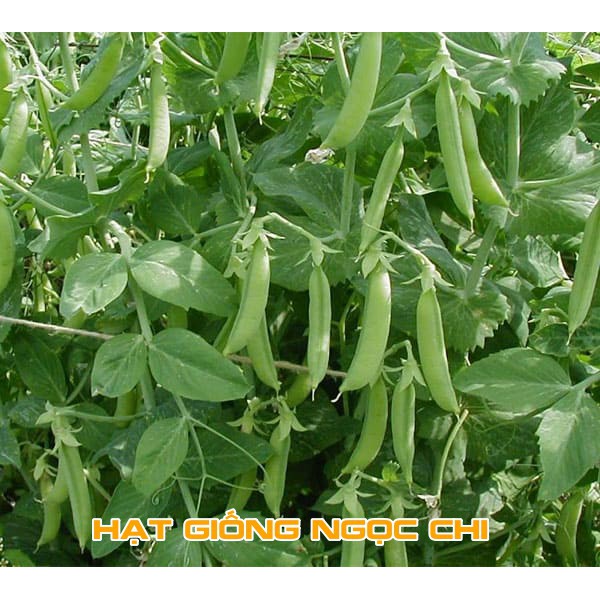 Hạt Giống Đậu Hà Lan Hạt Siêu To (Hạt Giống Ngọc Chi) - 50Gr