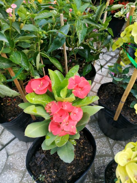 Cây xương rồng bát tiên