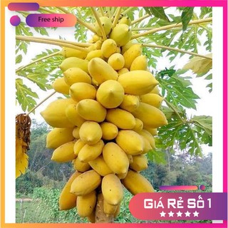 Hạt giống Đu đủ vàng
