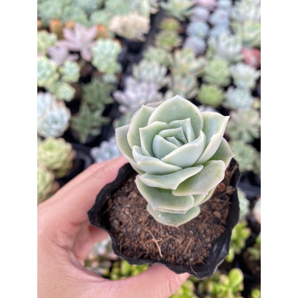 Sen Đá Hoa Hồng Hà Lan Size Bầu 5cm Hư 1 Đổi 1