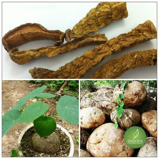 Củ Bình Vôi Khô 500gram  TM163