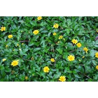 Lá tắm sài đất mẹ và bé 500g (ship hỏa tốc HN)