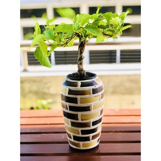 Chậu dâu tằm bonsai