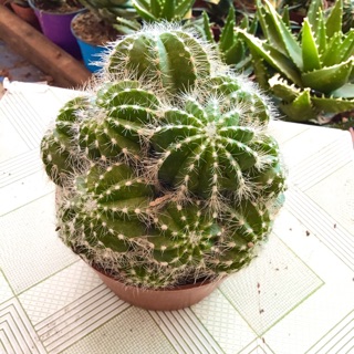 Xương rồng khế trắng chùm