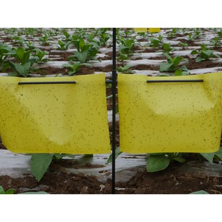 10 Miếng Bẫy Côn Trùng, Ruồi Vàng