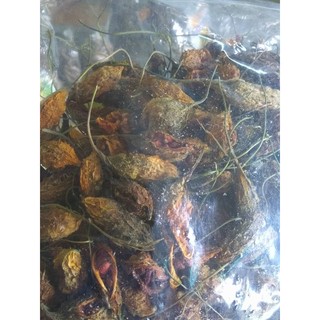 trái khổ qua rừng phơi khô
