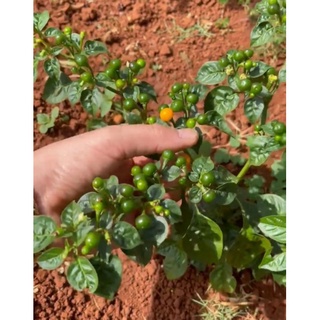 Ớt Charapita - Peru đắt nhất thế giới (15 hạt)
