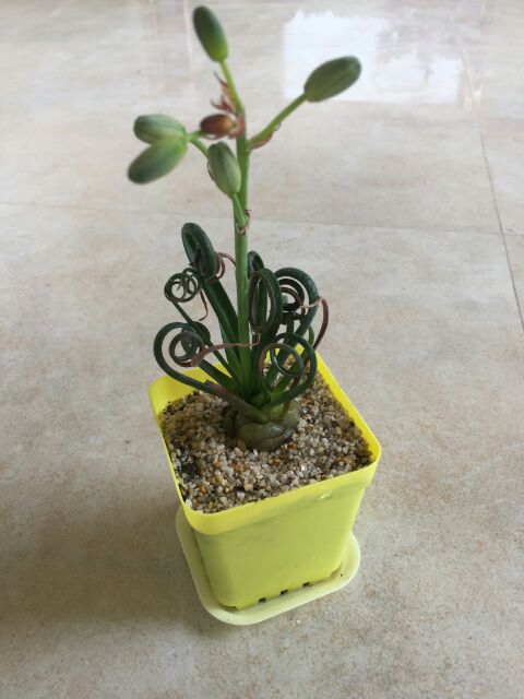 Cây cỏ xoắn ốc