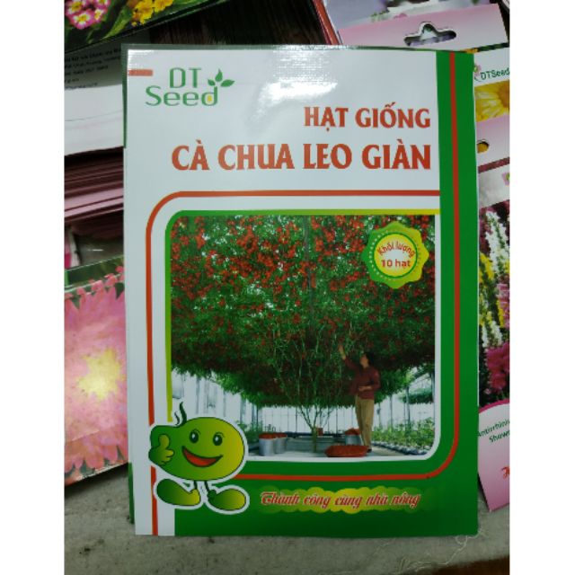 HAT GIỐNG CÀ CHUA BẠCH TUỘC 30HẠT - Rau củ quả trồng tại vườn, sân thượng, nông trang, ban công