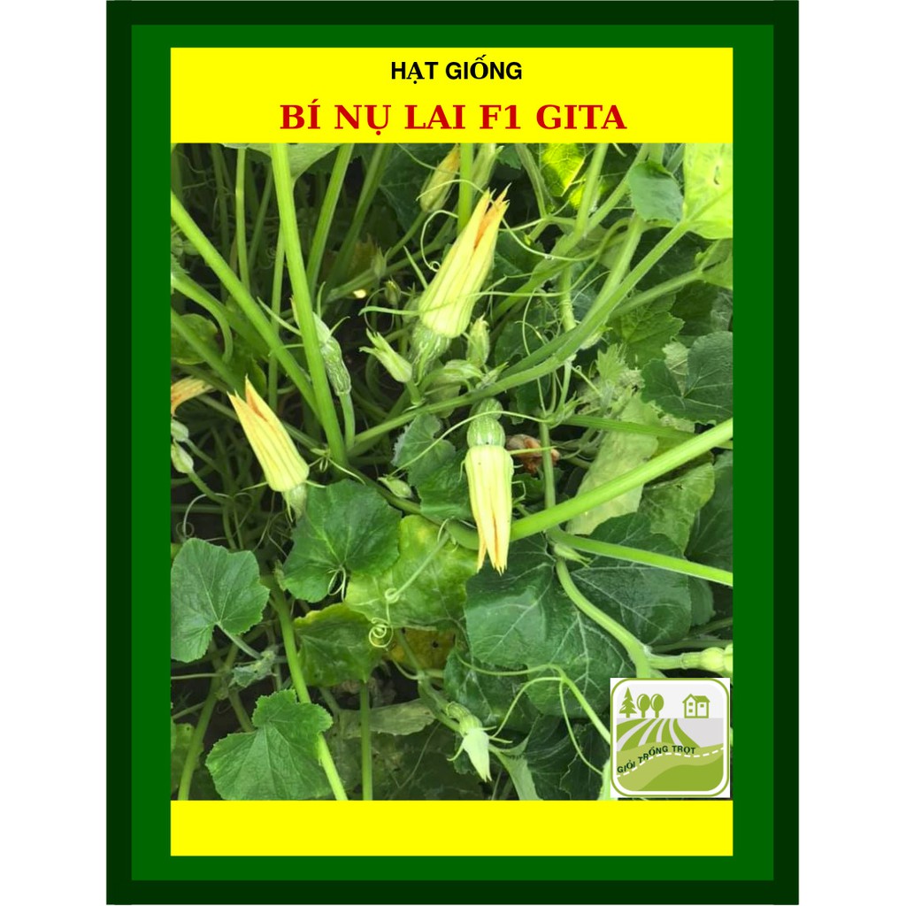 Hạt Giống Bí Nụ Lai F1 GiTa 0.5 Gram
