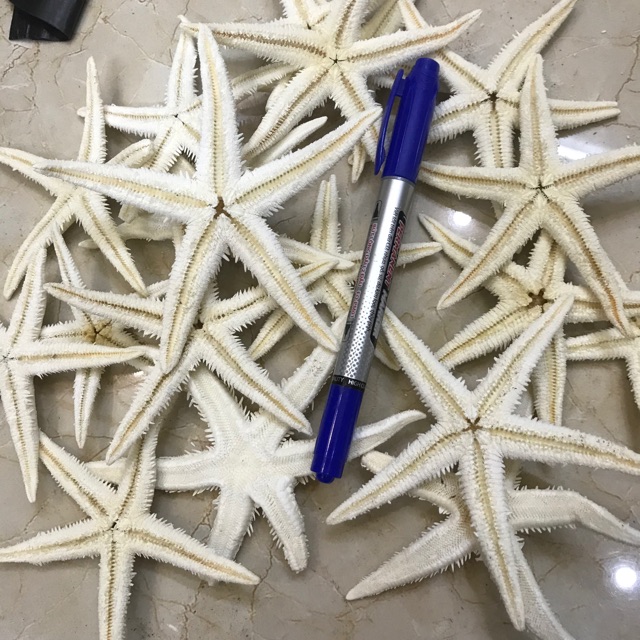 20 Con sao biển khô