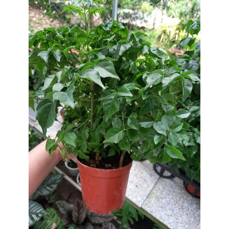 Cây Hạnh Phúc Chùm