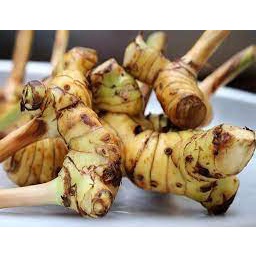 CÁC LOẠI CỦ: RIỀNG - NGHỆ - GỪNG - TỎI - HÀNH TÍM - HÀNH TÂY
