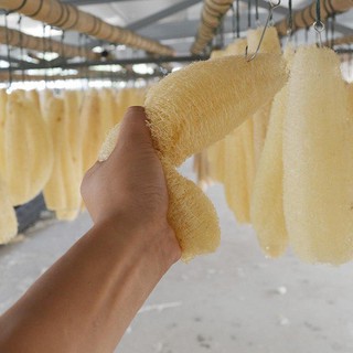 BÔNG TẮM, MIẾNG RỬA BÁT BẰNG XƠ MƯỚP TỰ NHIÊN 88026 Chân Trâu store88