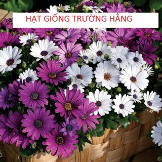 Hạt Giống Cúc Châu Phi Mix ( 20 hạt )