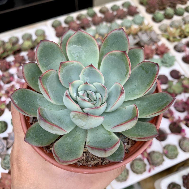 SEN ĐÂ VIỀN ĐỎ TO 10cm  FREESHIP  ĐÃ THUẦN XỨ NÓNG SIU CUTE CHUẨN SIZE TRUNG